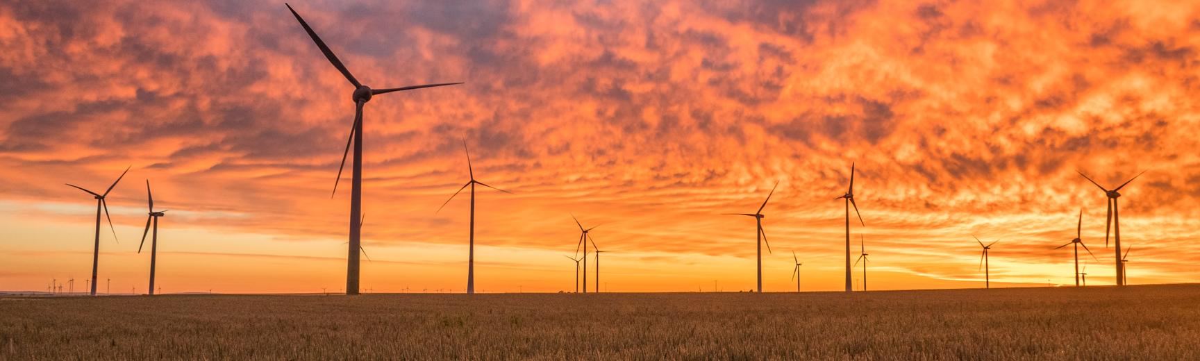 A wind farm in a barley field, set against a bright-orange dawn sky