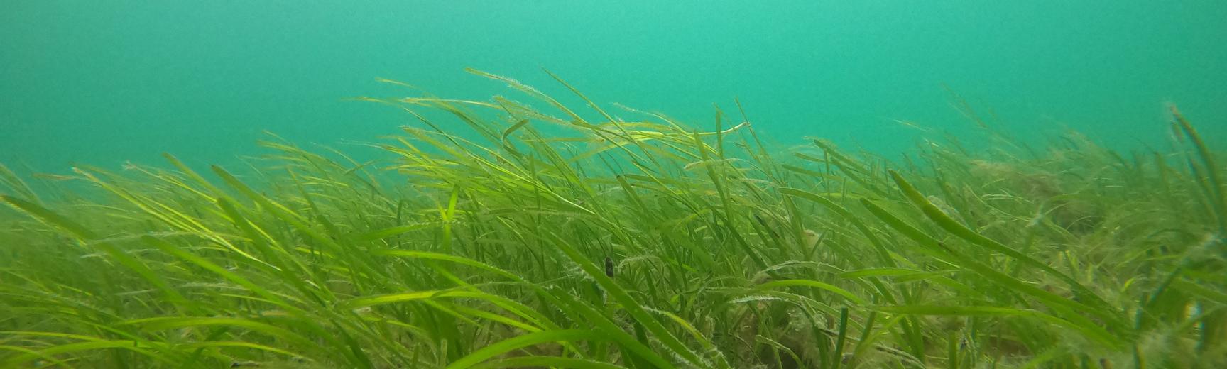 Photo of algae under the sea