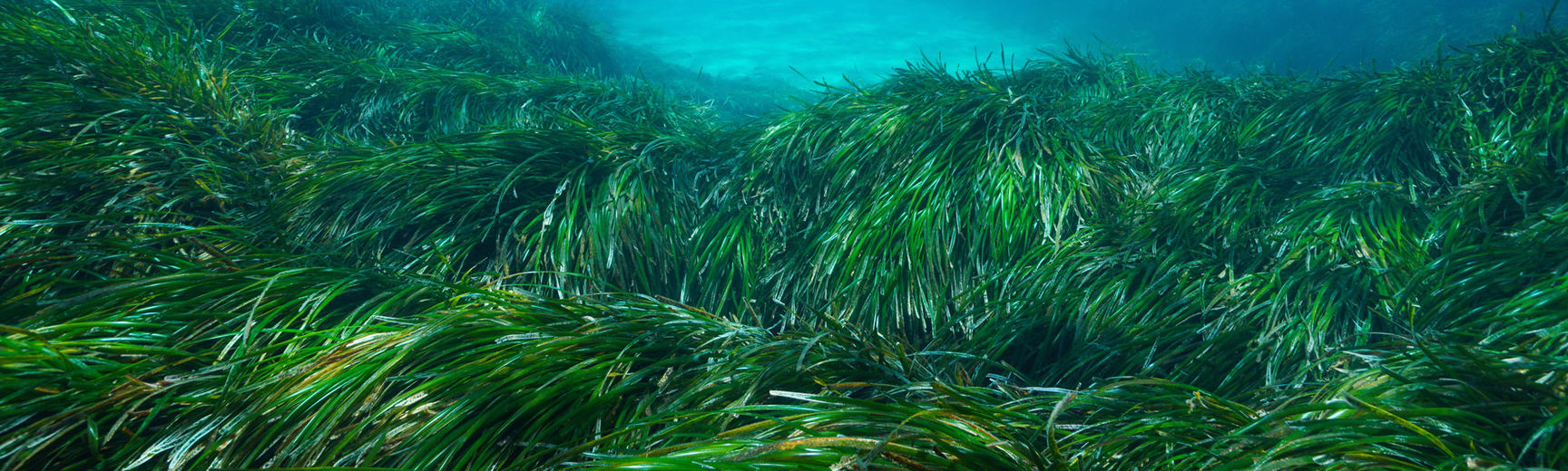 A half-under-water half-over-water photo, showing lush green seagrass growing on the seabed with clouds and blue sky above the surface