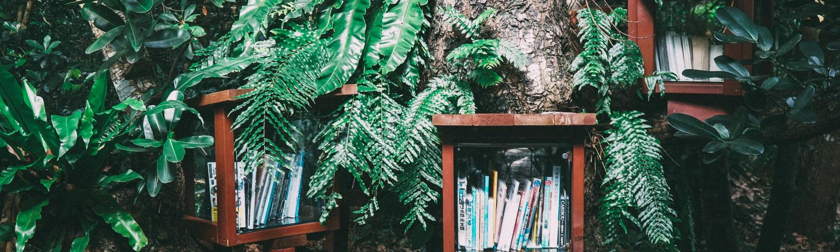 Photograph of bookshelves in a tree. Credit: Hitoshi Suzuki