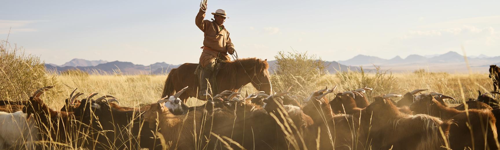 Flock of goats grazing in a yellow steppe with an adult Mongolian herdsman on horseback