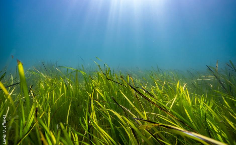 Planting the seeds for UK seagrass restoration Social Sciences Division