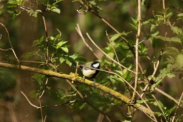 One of the Great Tit bird population at Wytham Woods