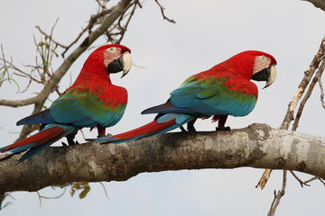 Ara chloropterus (Red-and-green Macaw)