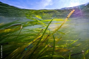 Underwater shot of seagrass 