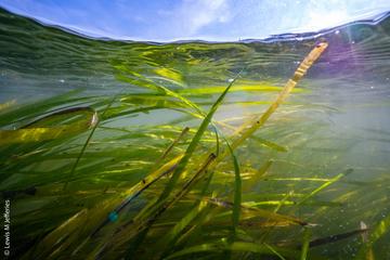 Project Seagrass Underwater shot of seagrass