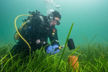 A scuba diver hammers a scientific instrument into green seagrass underwater