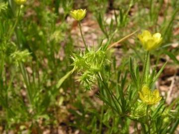 Select weed species arne saatkamp4 select weed species arne saatkamp4