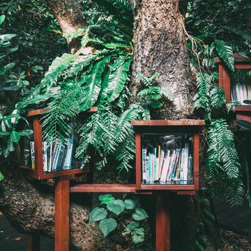 Photograph of bookshelves in a tree. Credit: Hitoshi Suzuki