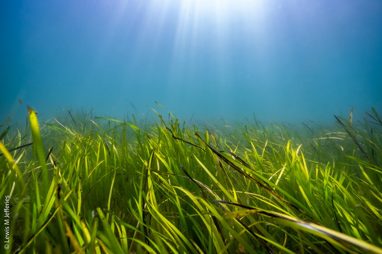 Underwater scene of sunbeams landing on green seagrass