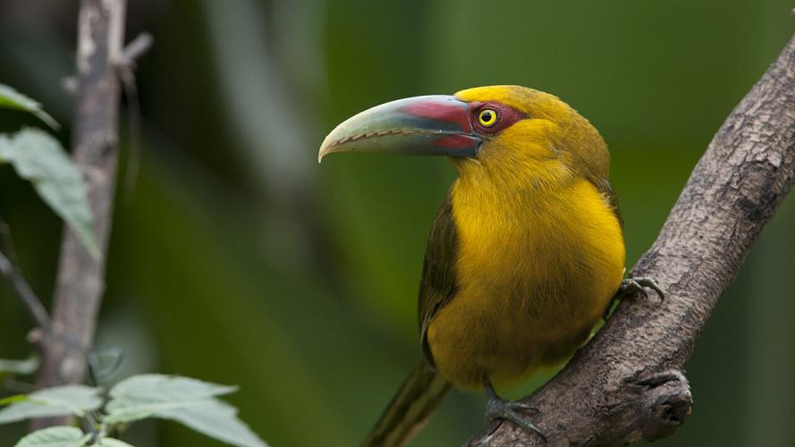 Yellow and green bird with a long beak perched on a branch