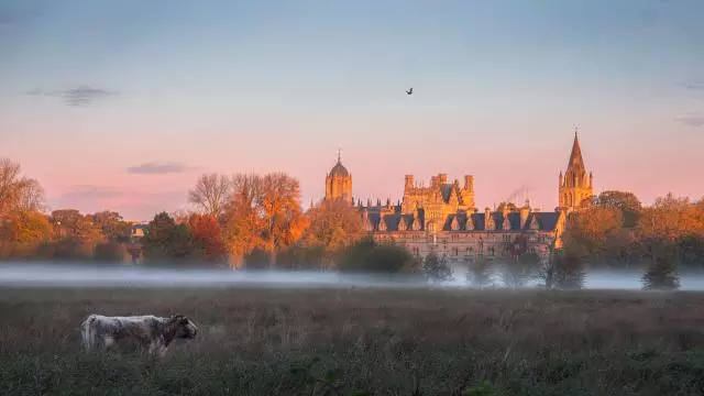 A cow in Christ Church Meadows with a blanket of mist