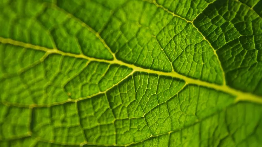 Close-up of a bright green leaf's veins