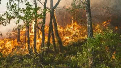 The bright orange flames of a fire burn trees in a lush green forest