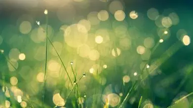 Unfocussed photo of green grass covered in rain drops caught in the sunlight