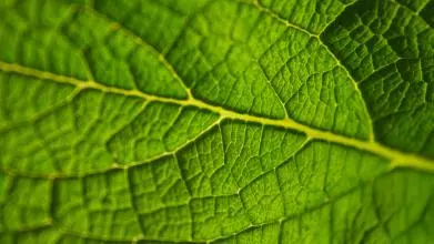 Close-up of a bright green leaf's veins