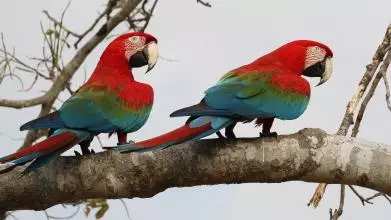 Ara chloropterus (Red-and-green Macaw)