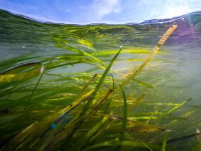 Underwater shot of seagrass 