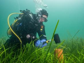 A scuba diver hammers a scientific instrument into green seagrass underwater