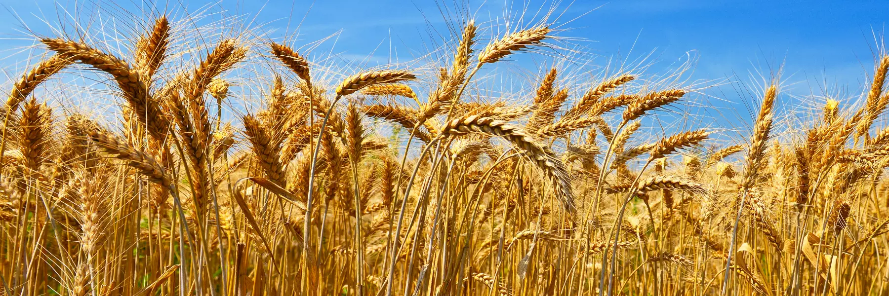 einkorn wheat canva