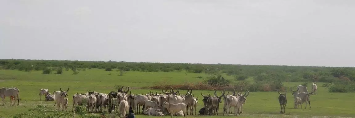 cows graze on grassland in western india